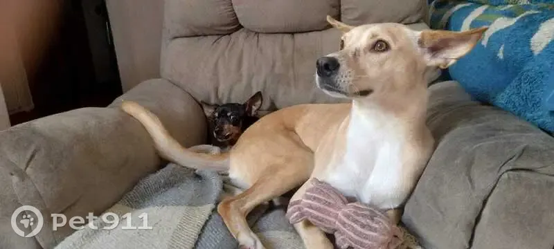 Cachorro perdido - photo