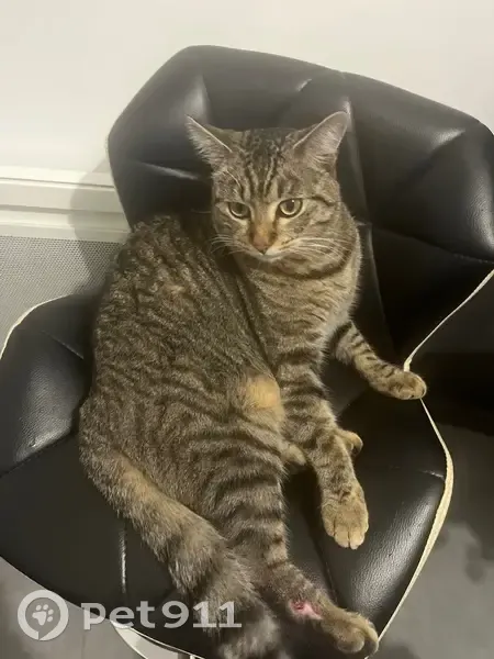 Chat tigré perdu près du stade Perpignan - photo