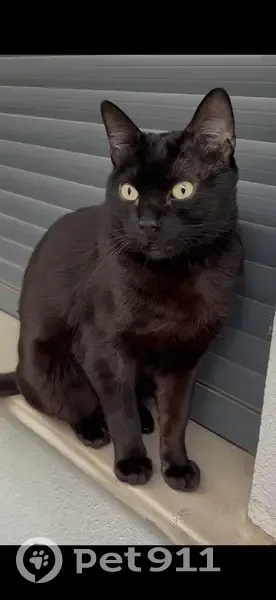 ¡Ayuda! Gato Negro Perdido en Cullera - photo