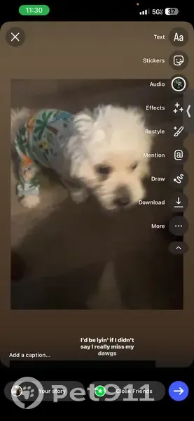 Missing White Dog in NYC: Help Find! - photo