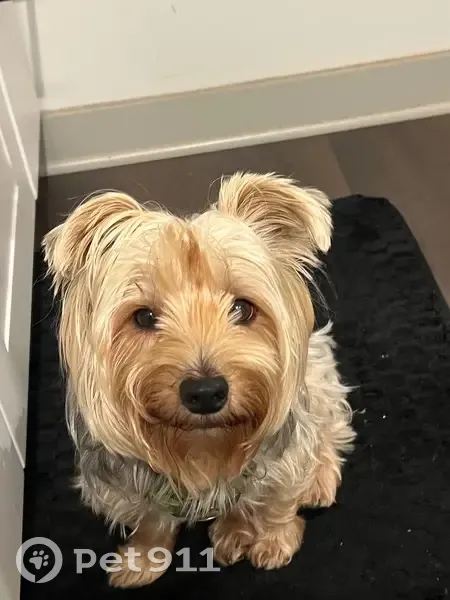 Help Find Kingston: Missing Yorkie Alert! - photo