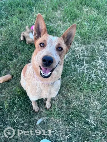 Lost Female Australian Cattle Dog! - photo