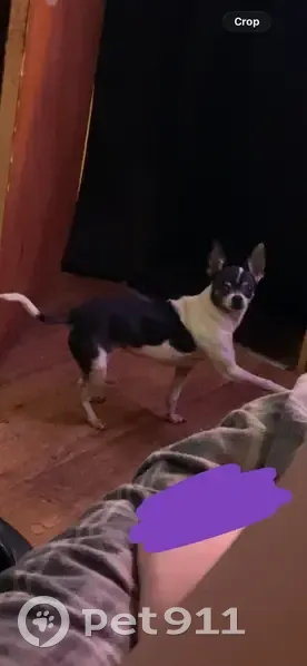 Lost Dog: Black & White on S 5th St, 331 - photo