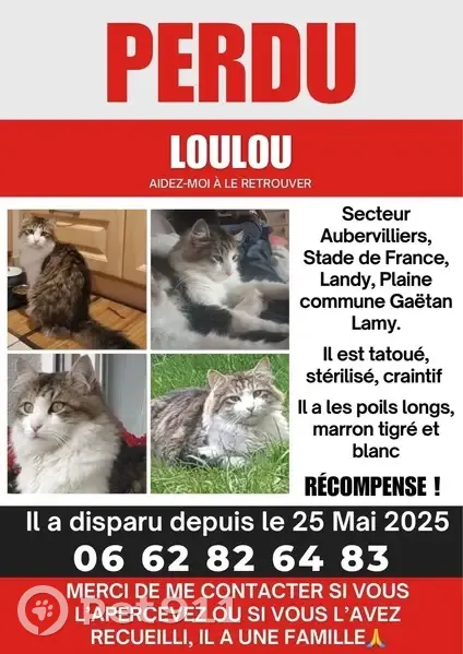 Chat perdu, tatoué, stérilisé, craintif - photo