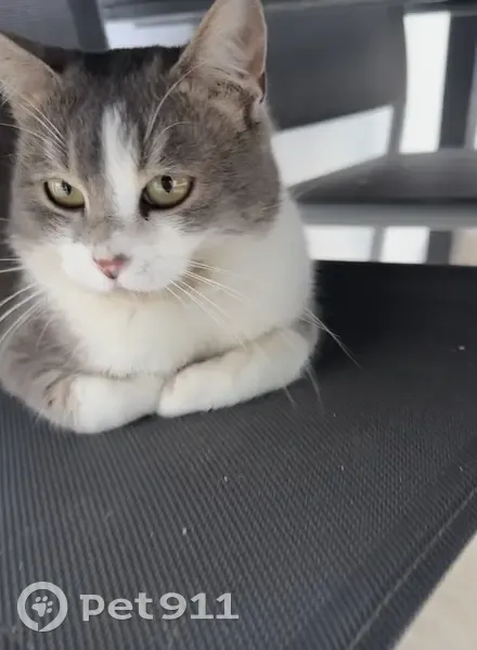 Chat perdu, mâle 5 ans, gris/blanc, Neuilly - photo
