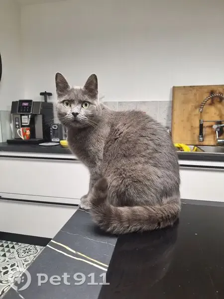Chatte grise disparue à Aix-Noulette - photo