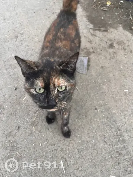 Chatte écaille trouvée à Plumelin - photo