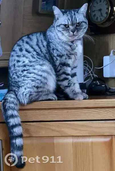 Lost Grey British Shorthair in Ryton - photo