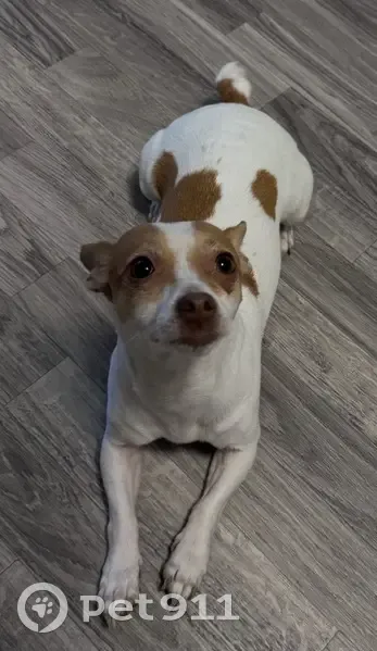 Missing Dog: Brown & White, Needs Meds - photo