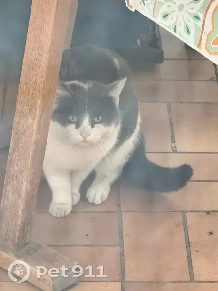 Chat blanc et gris trouvé aux Pavillons-sous-Bois - photo