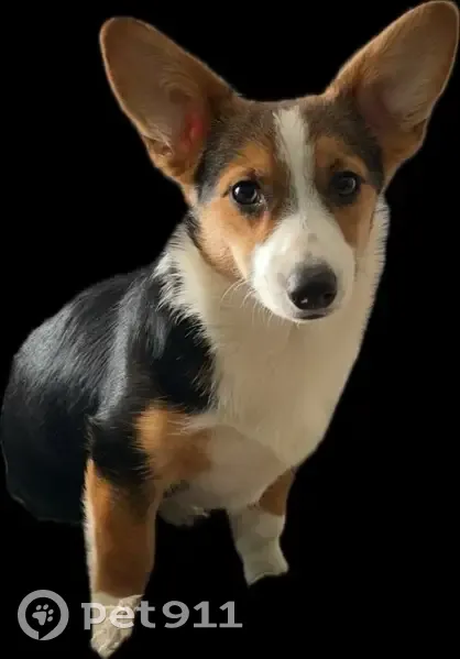 Lost Corgi: Skittish, Friendly, Small - photo