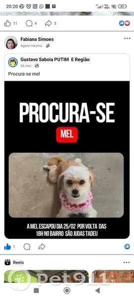 Cachorro perdido - photo