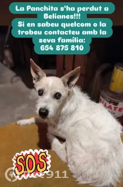 Perra Podenco Perdida en Belianes, Cataluña - photo