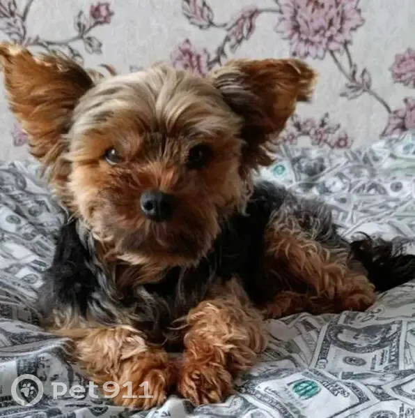 Зник йоркширський тер'єр у Коропі: винагорода! - photo