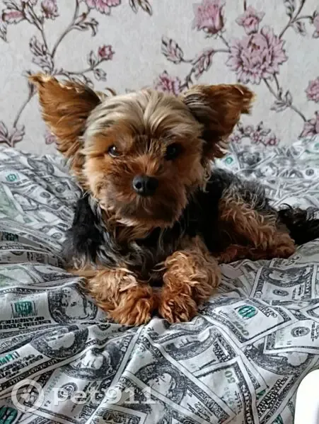 Зникла собака в Коропі: винагорода за пошук! - photo