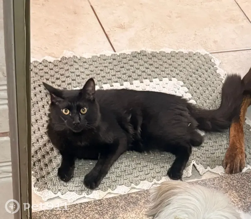 Gato desaparecido - photo