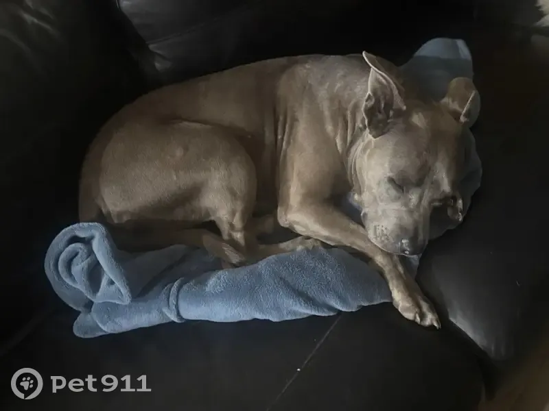 Missing Dog Alert: Gwydir, NSW - photo