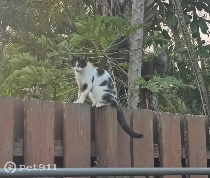 Missing: Friendly Cat Peanut in Waialua - photo