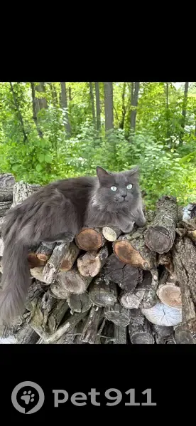 Missing Grey Cat: Shore Acres Road, PA - photo