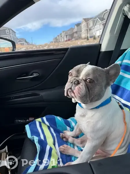 Lost Dog: White/Grey, Blue Collar, Parker - photo