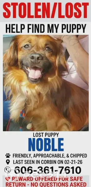 Missing Fluffy Dog on Engineer Street! - photo