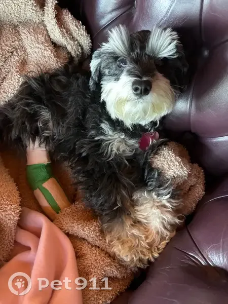 Lost Dog: Small, Black & White, Plaid Collar - photo