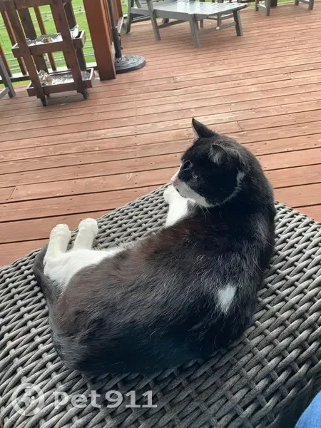 Missing Cat: White Heart on Back, Kamas - photo