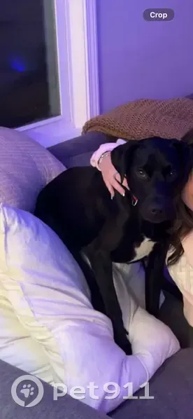 Missing Dog Brandi: Lost After Accident - photo