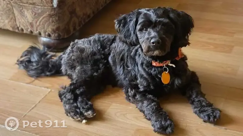 Lost Dog: Black with White Chin - Indy - photo