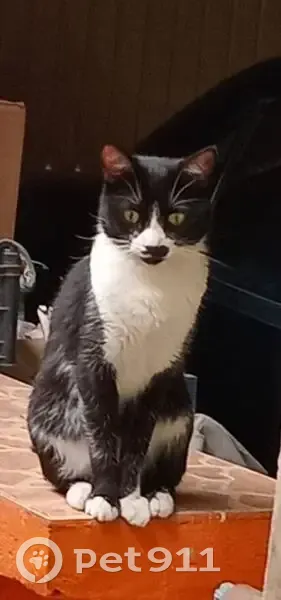 Gato Perdido: Negro con Blanco en Chihuahua - photo