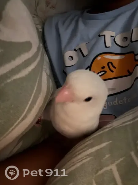 Lost White Bird: Red Ring, Loves Kids! - photo