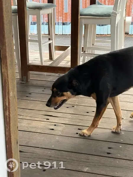 Found Kelpie Cross on Old Bangalow Rd - photo