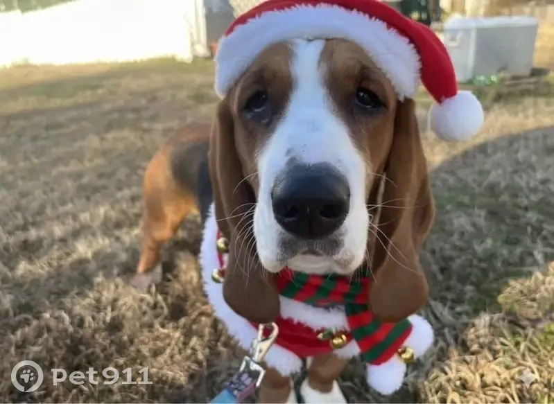 Missing Basset Hound in Rutledge, GA - photo