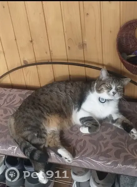 Зникла кішечка Кіра: допоможіть знайти! - photo