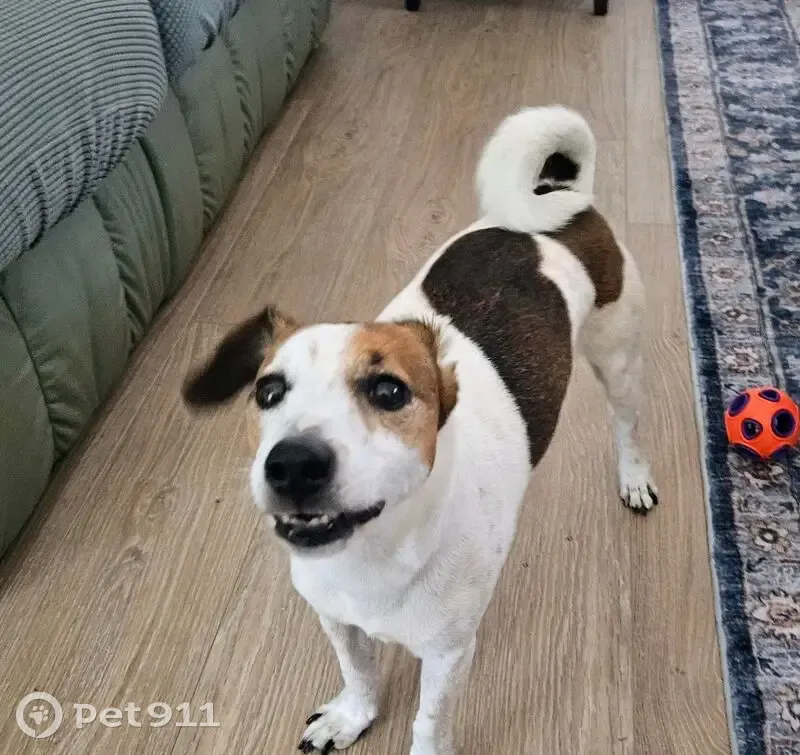 Found: Male Jack Russell on Leisure Dr - photo