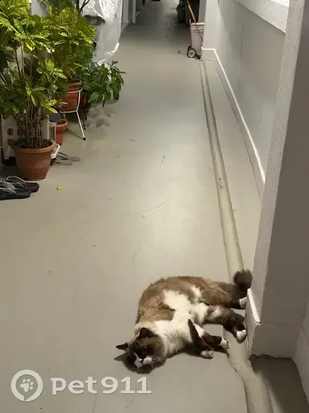 Lost Cat: White Paws, Blue Eyes, Hougang - photo