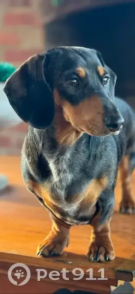 Lost Dog: Help Find Our Birthday Pup! - photo