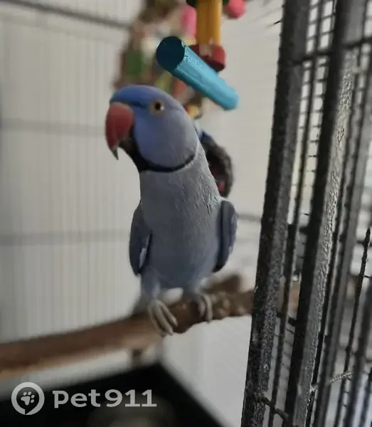 Lost Blue Indian Ringneck Parrot - Shoalhaven - photo