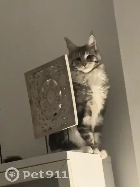 Gato Gris Plata Perdido en Algeciras - photo