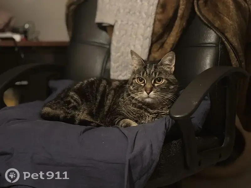 Chat tigré diabétique perdu à Jouars - photo