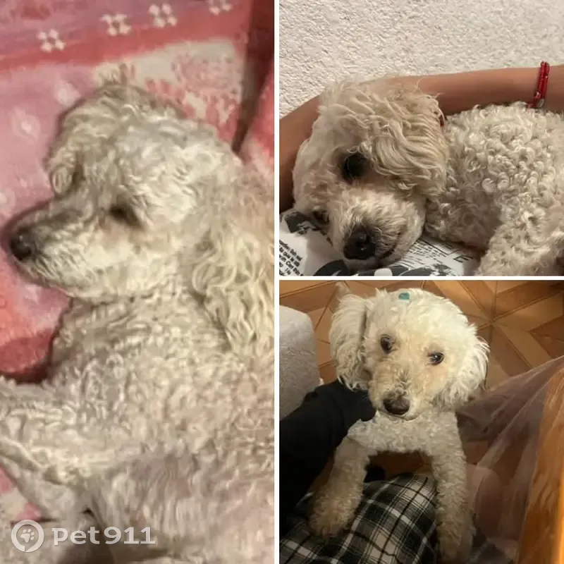 Alaika: Perro Perdido en San Francisco Coacalco - photo