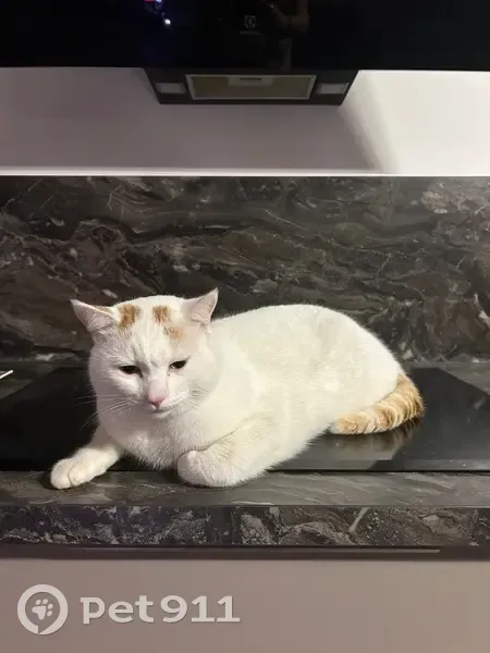 Chat blanc tacheté disparu à Lumbin - photo