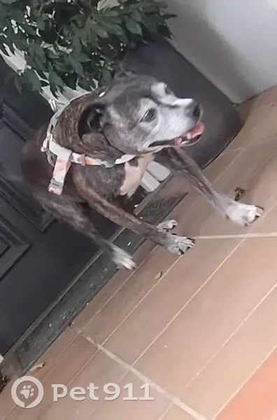 Found Dog: Friendly, Hungry, Sore Paws - photo