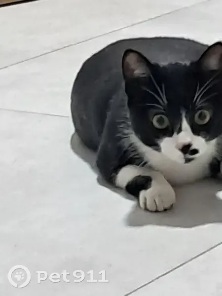 Gato Blanco y Negro Rescatado en El Zabal - photo