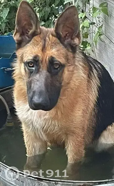 Зникла чепрачна собака в Турбові, допоможіть! - photo