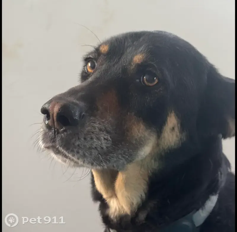 Cachorro perdido - photo