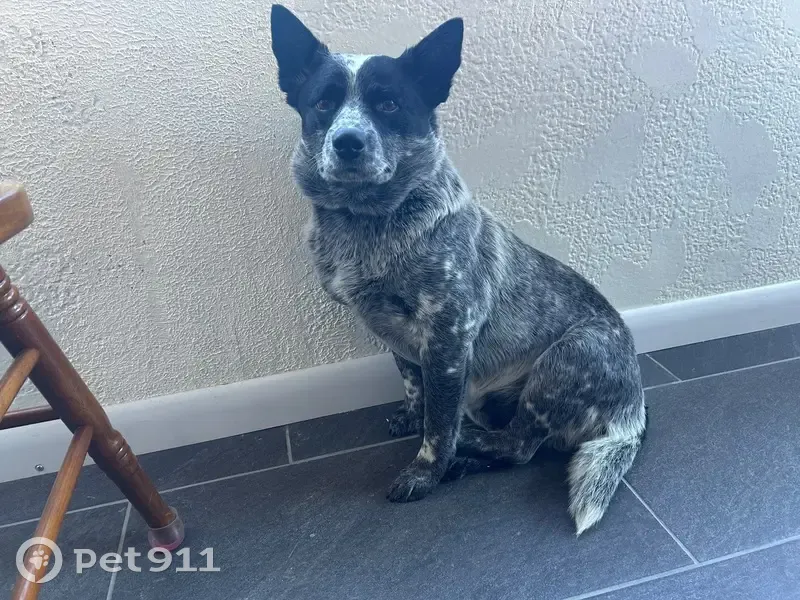 Lost Blue Heeler: Shy, Gray & Spotted - photo