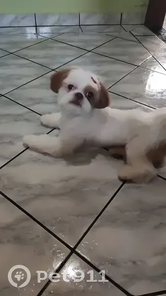 Cachorro perdido - photo