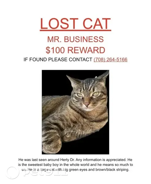 Lost Cat: Big Green Eyes on Herty Dr - photo
