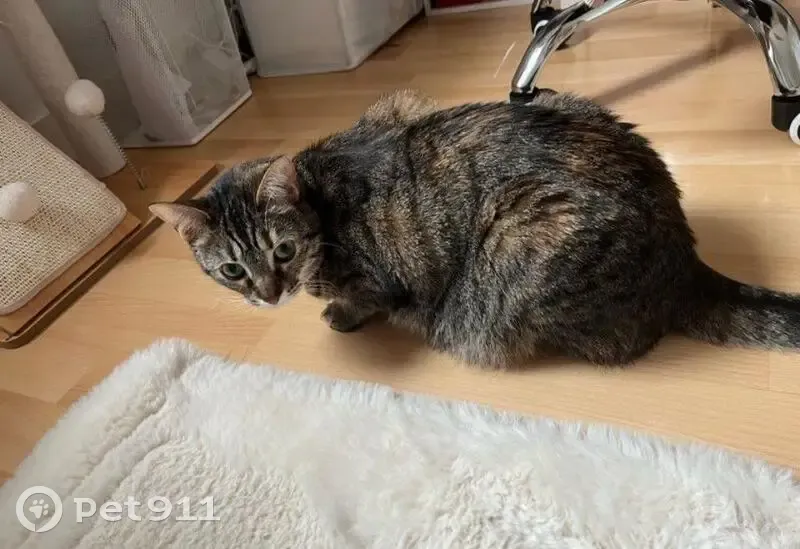 Chat tigré perdu à Brignais - photo